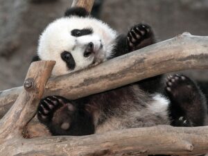 Играющая панда фото